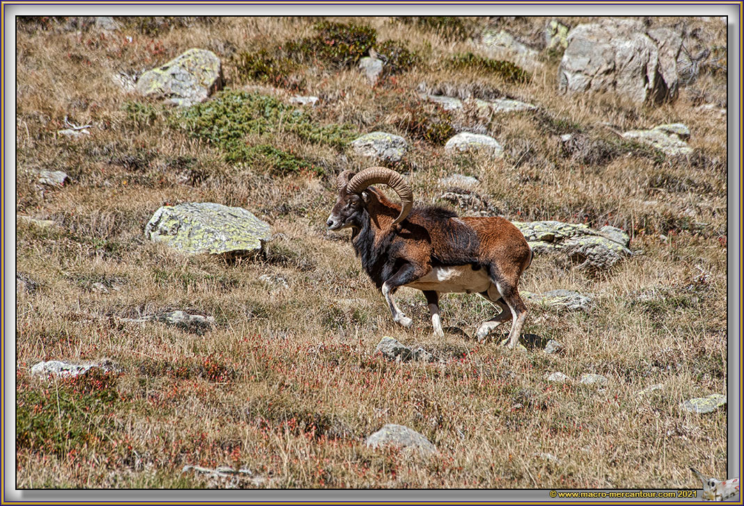MOUFLONS